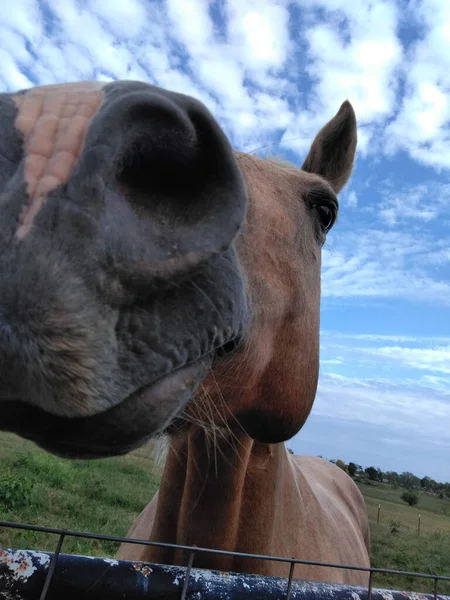 Fayettevill United States Sep 2020 Sweet Female Horse Named Sugar — Stock Fotó