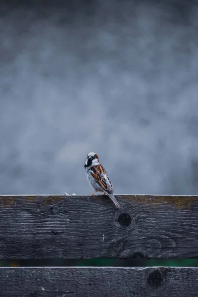木の手すりにかかった雀の垂直ショット — ストック写真
