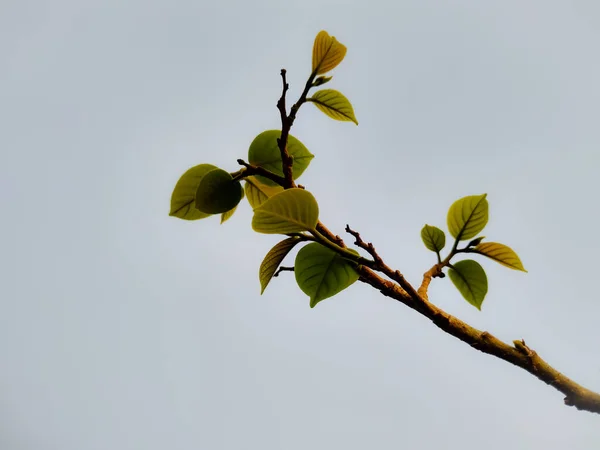 Nahaufnahme Eines Astes Einem Düsteren Tag — Stockfoto