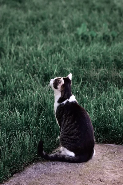 Vertikální Záběr Černobílé Roztomilé Kočky Zelené Zahradě — Stock fotografie