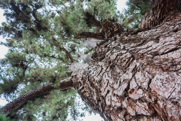 Tiro Ângulo Baixo Uma Árvore Conífera Envelhecida — Fotografia de Stock