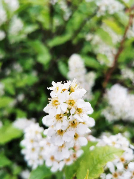 Detailní Záběr Bílého Motýlího Keře — Stock fotografie