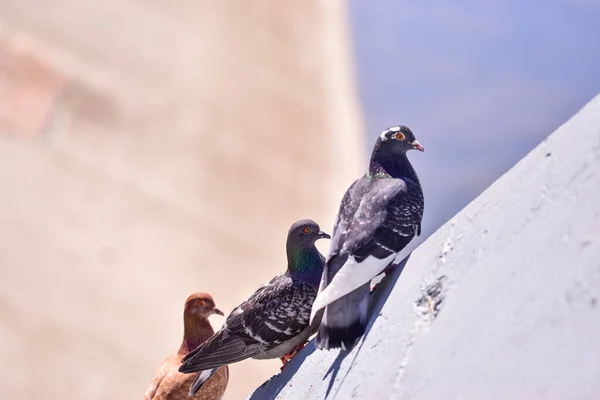 Três Pombos Empoleirados Numa Parede Pedra — Fotografia de Stock