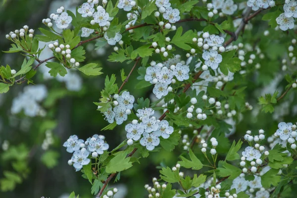 Een Close Shot Van Mooie Bloeiende Meidoorn Bloemen — Stockfoto