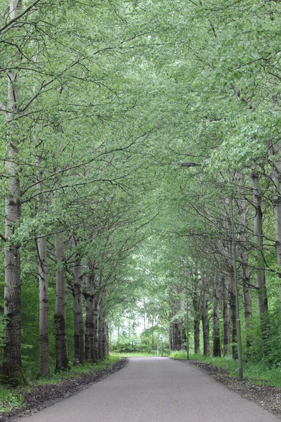Egy Gyönyörű Ösvény Erdőben Melyet Tavasszal Fogtak — Stock Fotó
