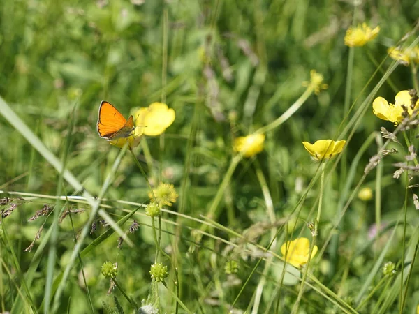 Tiny Orange Butterfly Standing Buttercup Flower Lush Sunny Field Blurred — Stock Photo, Image