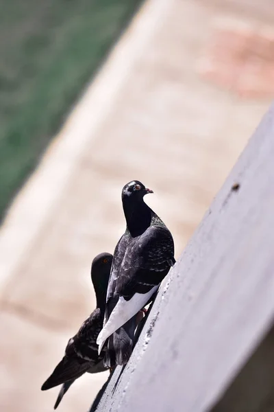 Tiro Vertical Perto Pombo Preto Branco — Fotografia de Stock