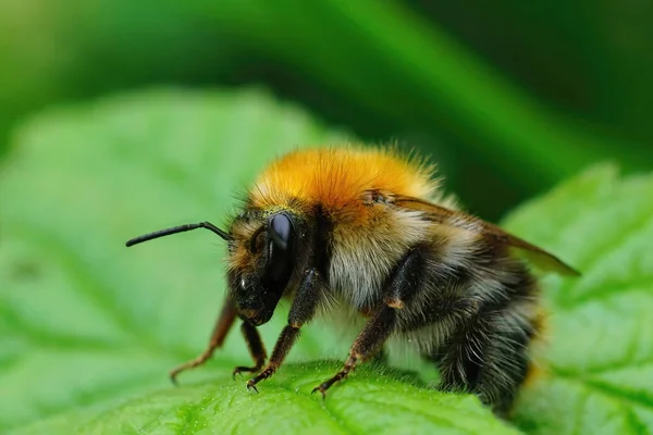 Closeup Shot Queen Common Carder Bee Bombus Pascuorum Resting Green — Zdjęcie stockowe