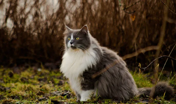 Retrato Hermoso Gato Siberiano Sentado Naturaleza — Foto de Stock