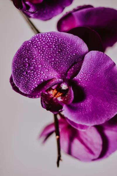 Fotos de Orquídea filipina, Imagens de Orquídea filipina sem royalties |  Depositphotos