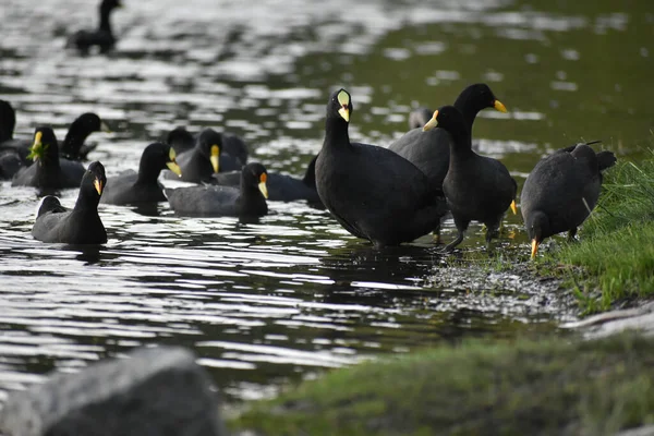 Кот Fulica Armillata Червоний Лоб Fulica Rufifrons Білий Крилатий Кущ — стокове фото