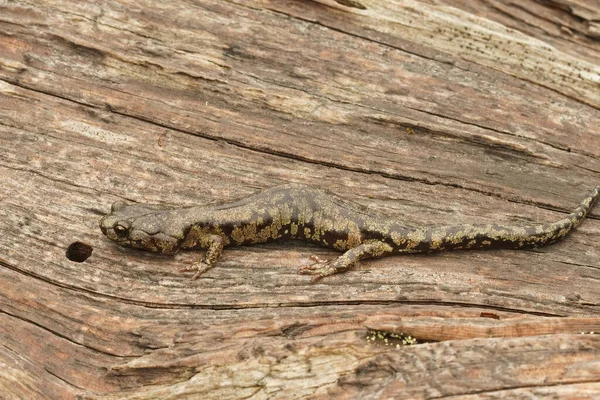 Primer Plano Una Agradable Salamandra Nublada Color Adulto Encontrada Dentro —  Fotos de Stock