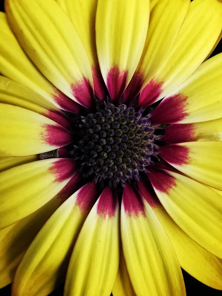 ภาพระยะใกล ของดอกทานตะว — ภาพถ่ายสต็อก