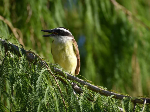 Great Kiskadee Pitangus Sulphuratus Bienteveo Comun Perching Public Park Buenos — Stock Photo, Image