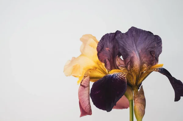 Eine Lila Und Weiße Iris Blüten Mit Kopierraum Isoliert Auf — Stockfoto