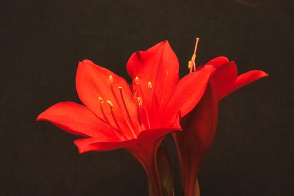 Dos Flores Rojas Clivie Amaryllidaceae — Foto de Stock