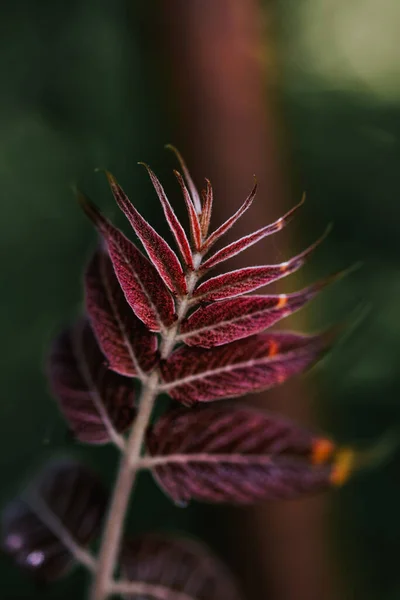 Ένα Κάθετο Πλάνο Από Κόκκινα Φύλλα Ιδανικό Για Ταπετσαρία — Φωτογραφία Αρχείου