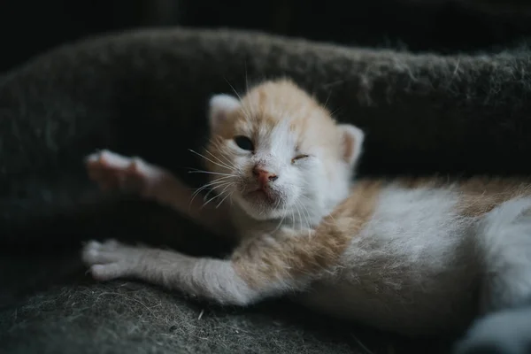Newborn Kitten Cloth — Stock Photo, Image