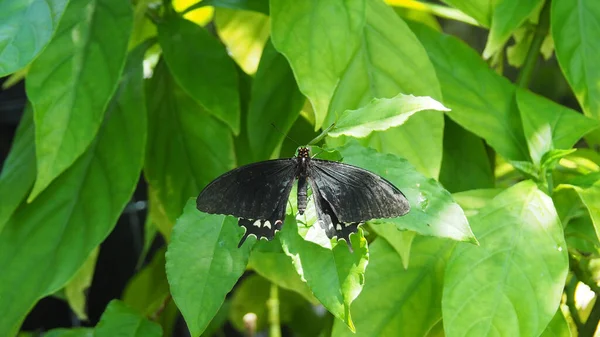 Yeşil Bir Yaprağa Tünemiş Mormon Bir Kelebeğin Yakın Çekimi — Stok fotoğraf