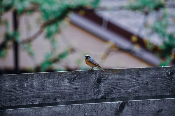 Ein Weicher Fokus Eines Hausrotschwanzvogels Auf Einem Hölzernen Geländer — Stockfoto