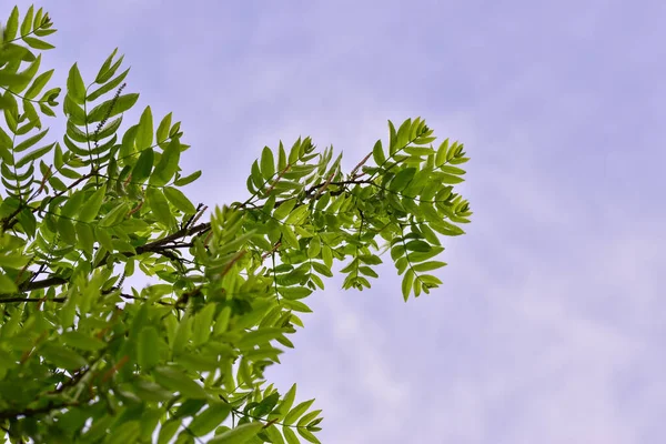 Ramos Árvores Com Folhas Verdes Sob Céu Nublado — Fotografia de Stock