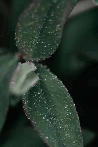 Tiro Vertical Gotas Chuva Folhas Verdes Ótimo Para Papel Parede — Fotografia de Stock