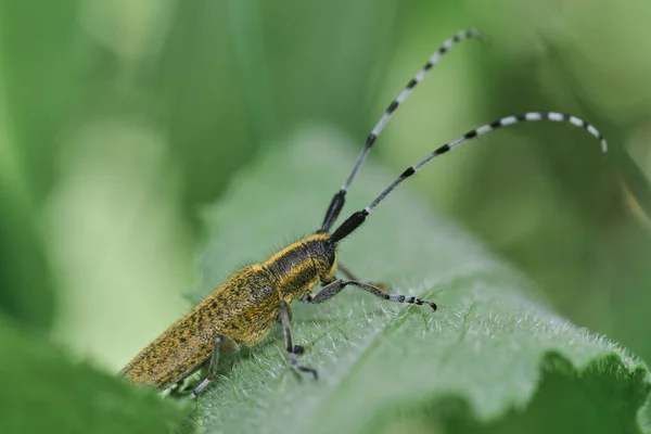 Macro Del Escarabajo Cuerno Largo Gris Dorado Agapanthia Villosoviridescens Hoja — Foto de Stock