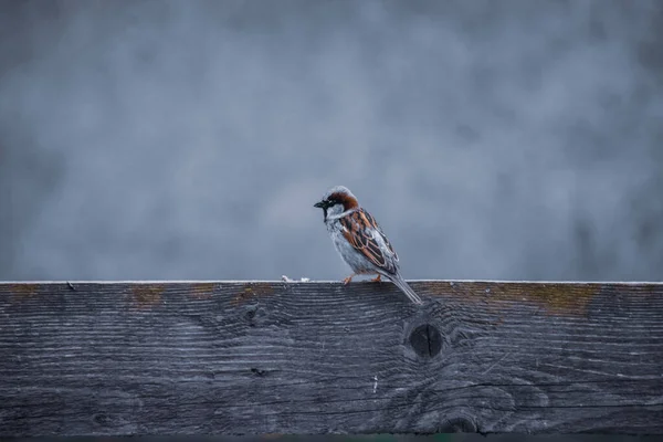 Ein Weicher Fokus Eines Sperlings Auf Einem Hölzernen Geländer — Stockfoto
