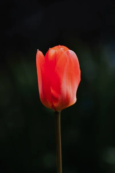 Gros Plan Une Belle Fleur Tulipe Rouge Sur Fond Sombre — Photo