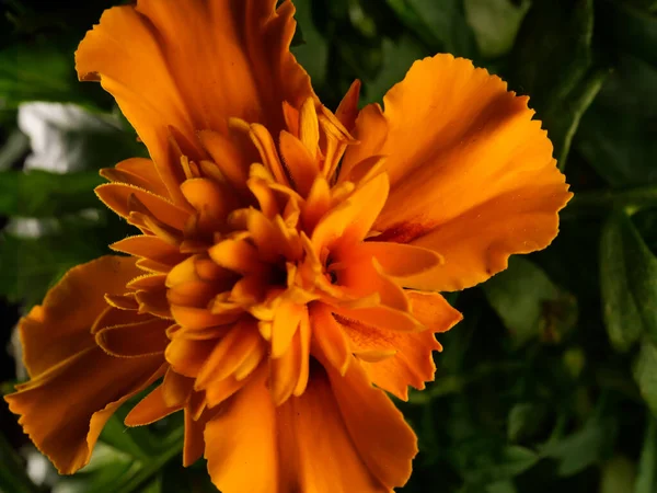 Uma Vista Superior Uma Flor Calêndula Laranja Florescente — Fotografia de Stock
