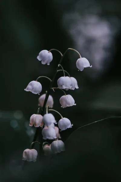 Вертикальний Знімок Красивої Лілії Квітів Долини Розквітають Гілках Ботанічному Саду — стокове фото