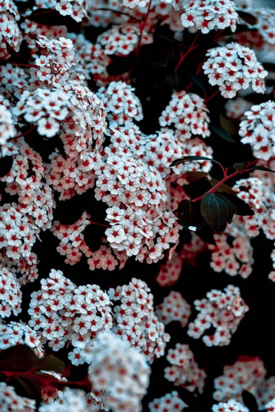 白いPhlox Paniculataの花の垂直ショット — ストック写真