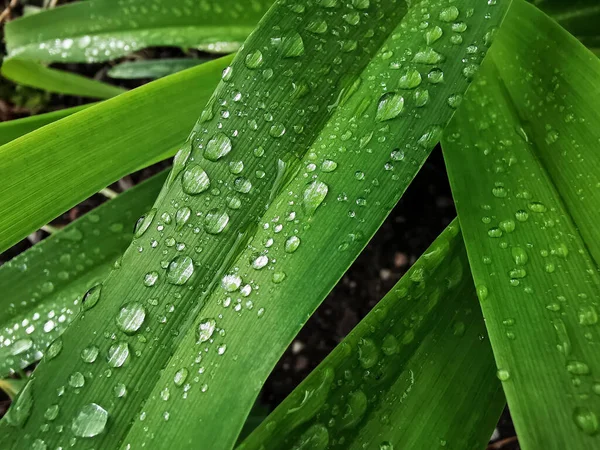 緑の葉の上の水滴のクローズアップショット — ストック写真