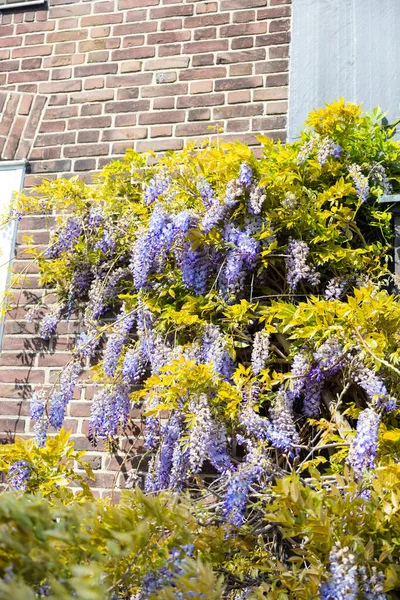 Lindas Flores Wisteria Roxas Arbusto — Fotografia de Stock