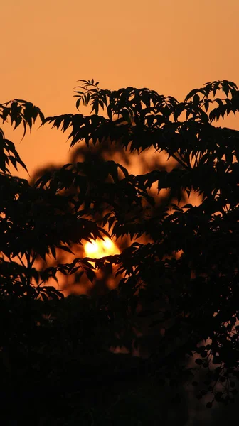 Silueta Las Hojas Los Árboles Con Puesta Del Sol Fondo — Foto de Stock