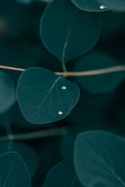 Colpo Verticale Una Pianta Verde Foglie Con Alcune Gocce Acqua — Foto Stock