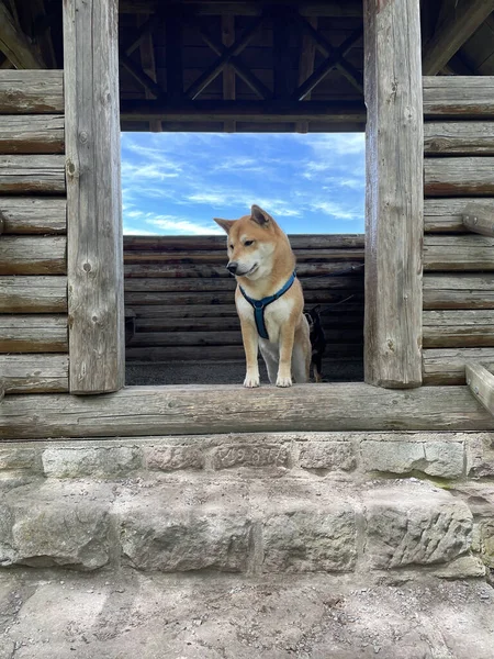美しい黄金の犬のショット — ストック写真