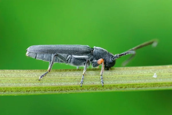 Közelkép Umbellifer Hosszúszarvú Bogár Phytoecia Cylindrica Füvön — Stock Fotó