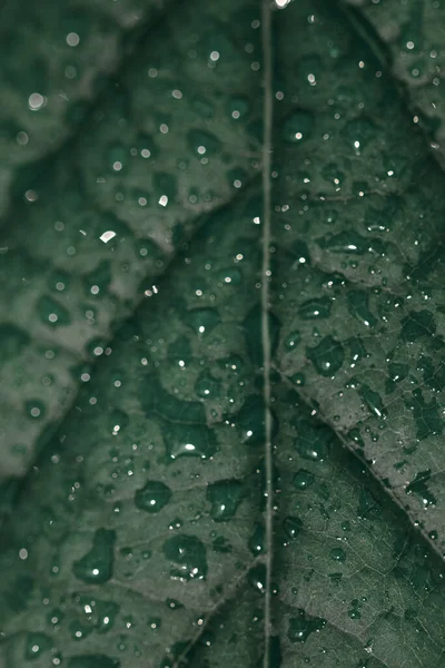 Yeşil Yaprak Dokusunda Dikey Yağmur Damlası Görüntüsü Arka Plan Için — Stok fotoğraf