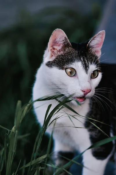 Vertikal Bild Svart Och Vit Söt Katt Den Gröna Trädgården — Stockfoto