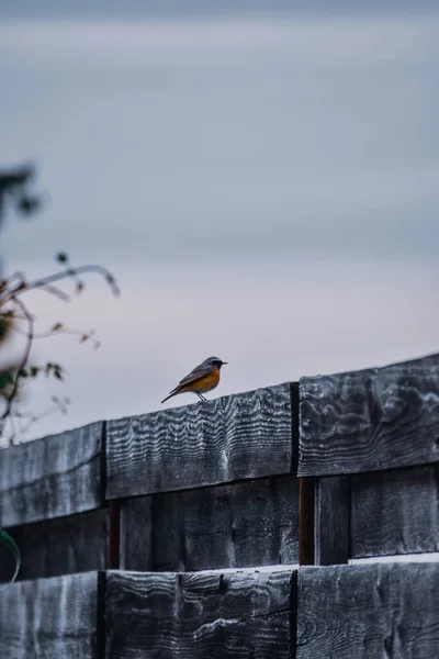 一只红毛鸟栖息在木制栅栏上 — 图库照片