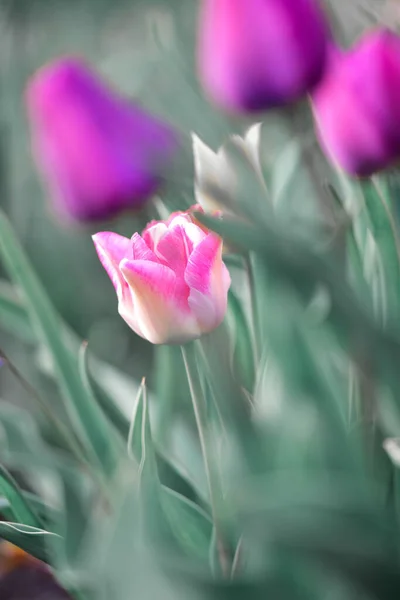 Мягкий Фокус Розового Белого Цветка Тюльпана Цветущего Саду — стоковое фото