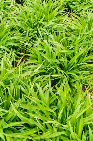 Hermoso Fondo Hierba Verde Fresca —  Fotos de Stock