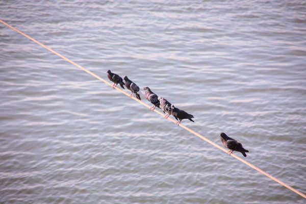 Güvercinler Tuna Nehrinin Üzerinde Kabloda Duruyorlar — Stok fotoğraf