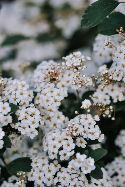 Doux Foyer Grappes Minuscules Fleurs Blanches Dans Les Bois — Photo
