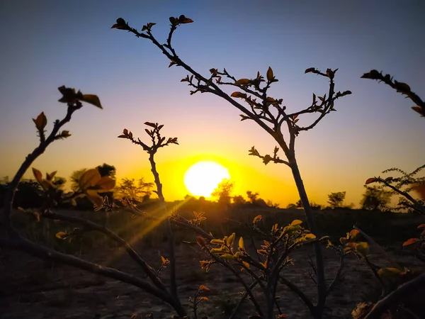 Ein Selektiver Fokus Von Ästen Bei Sonnenaufgang — Stockfoto