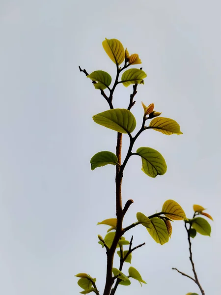 Coup Vert Une Branche Arbre Par Jour Sombre — Photo