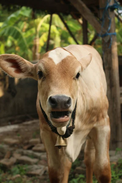 Close Front View Asian Light Brown Beef Calf Looking Camera — Stock Photo, Image