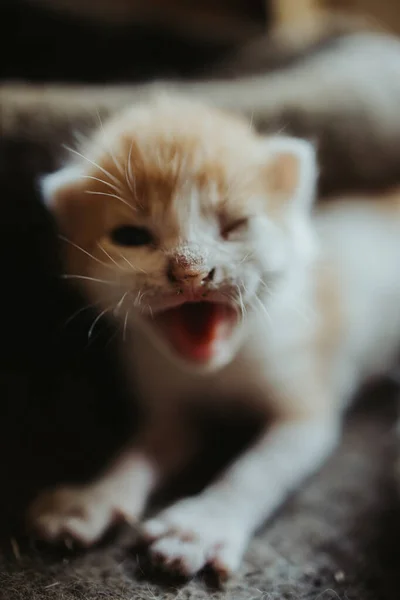 生まれたばかりの子猫の垂直ショット — ストック写真