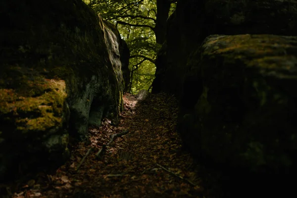 Primer Plano Rocas Cubiertas Árboles Con Musgo Bosque — Foto de Stock